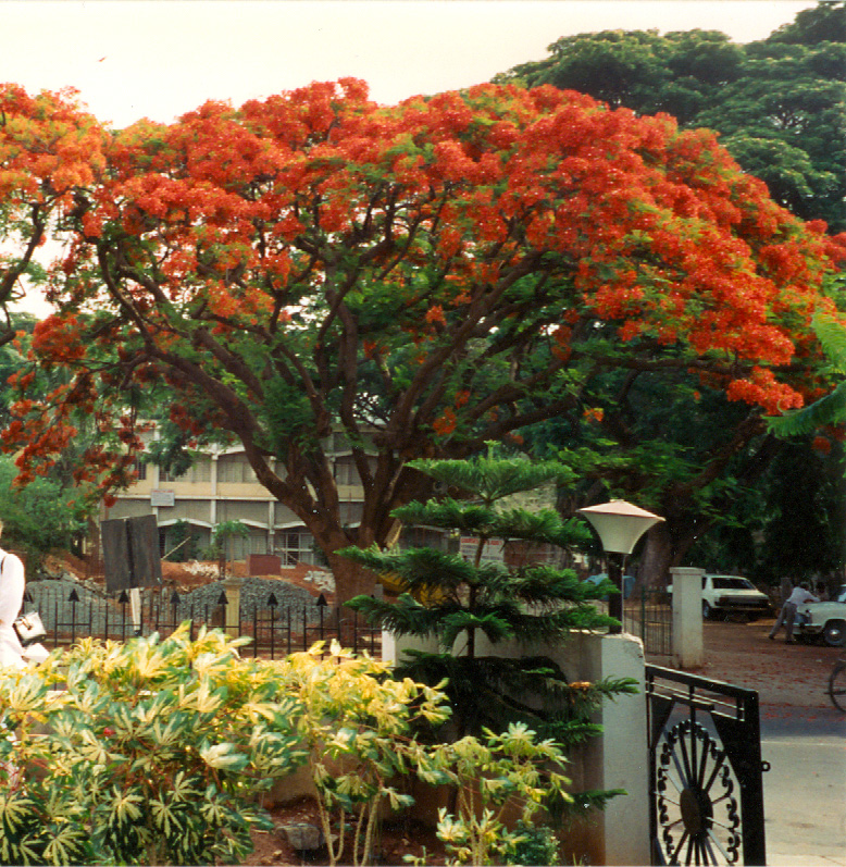 Ashraya Hotel's entrance gate - with mohur trees in bloom - 1994